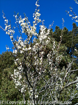 plum blossoms, spring, flowers on tree